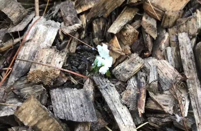 Borax Kills Weeds